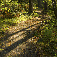 Buy canvas prints of Long Shadows of Autumn at Hensol Forest  by Nick Jenkins