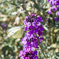 Buy canvas prints of Large White Butterfly on Wallflower Spring by Nick Jenkins