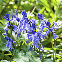Buy canvas prints of Clump of Wild Bluebells in a Field Hedge by Nick Jenkins
