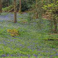 Buy canvas prints of Bluebell woods in the Lake District   by Nick Jenkins