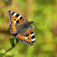 Buy canvas prints of Small tortoiseshell butterfly Aglais urticae by Nick Jenkins