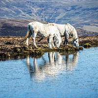 Buy canvas prints of Two White Horses Mynydd Llangorse Brecon Beacons by Nick Jenkins