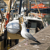 Buy canvas prints of Herring Gull Squawking Newlyn Harbour by Nick Jenkins