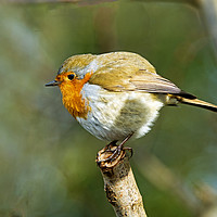 Buy canvas prints of Robin with plumped up feathers on a twig January by Nick Jenkins