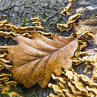 Buy canvas prints of The Autumnal Oak Leaf  resting on a log by Nick Jenkins
