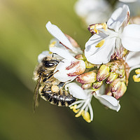 Buy canvas prints of Bee on a Pieris Japonica Flower Springtime by Nick Jenkins