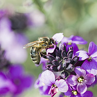Buy canvas prints of Honey Bee Collecting Nectar from Wallflower by Nick Jenkins
