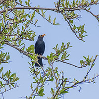 Buy canvas prints of Male Blackbird Singing in a tree by Nick Jenkins