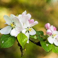 Buy canvas prints of Apple Blossom in Springtime by Nick Jenkins