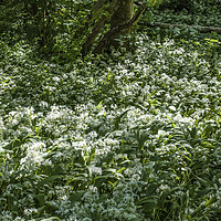 Buy canvas prints of Ramsons or Wild Garlic in Woodland by Nick Jenkins