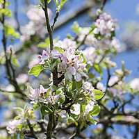 Buy canvas prints of Apple Blossom in May Springtime by Nick Jenkins