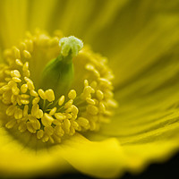 Buy canvas prints of Welsh Poppy Close up by Nick Jenkins