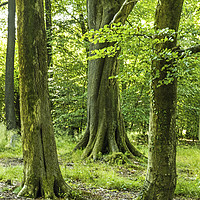 Buy canvas prints of Three Beech Trees Wentwood Forest Monmouthshire by Nick Jenkins