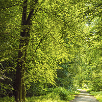 Buy canvas prints of Trackway and Trees in the Wentwood Forest Monmouth by Nick Jenkins