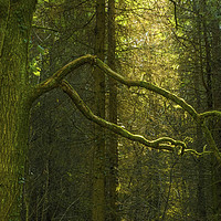 Buy canvas prints of Trees in Wentwood Forest Monmouthshire by Nick Jenkins