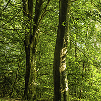 Buy canvas prints of Wentwood Forest Monmouthshire Two Beech Trees by Nick Jenkins