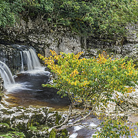 Buy canvas prints of Linton Falls near Grassington Yorkshire Dales by Nick Jenkins