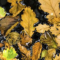 Buy canvas prints of Autumn leaves in a woodland pond by Nick Jenkins