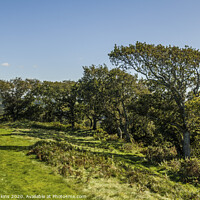 Buy canvas prints of Row of Oak Trees at Caerau Hillfort South Wales  by Nick Jenkins