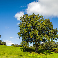 Buy canvas prints of Trees on Hillfort of Caerau, Llantrisant, Wales by Nick Jenkins