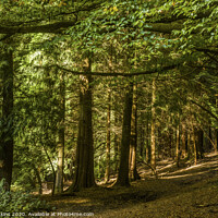 Buy canvas prints of Pine Trees in a woodland near Cardiff south Wales by Nick Jenkins