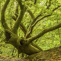 Buy canvas prints of The Multi Antlered Tree Stag in October in the woo by Nick Jenkins