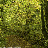 Buy canvas prints of Into The Woods on an October afternoon South Wales by Nick Jenkins