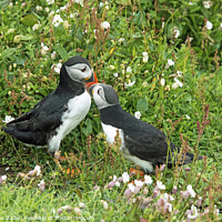 Buy canvas prints of Puffins by burrow Skomer Island by Nick Jenkins