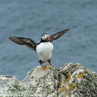 Buy canvas prints of Puffin Stretching its wings on a clifftop rock by Nick Jenkins