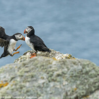 Buy canvas prints of Puffins flying and sitting on rock on Skomer Islan by Nick Jenkins