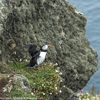 Buy canvas prints of Solitary Puffin on a cliff on Skomer by Nick Jenkins