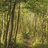 Buy canvas prints of The pathway through the woods in south Wales by Nick Jenkins