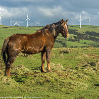 Buy canvas prints of Brown Horse with backdrop of wind turbines south Wales  by Nick Jenkins