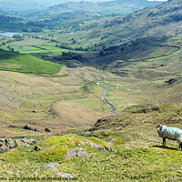 Buy canvas prints of Little Langdale Tarn from Wrynose Pass Lakeland   by Nick Jenkins