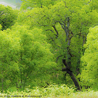Buy canvas prints of Ash Tree Wood in Rhondda Valley South Wales  by Nick Jenkins