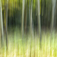 Buy canvas prints of The Moving Woodland at Southerndown  by Nick Jenkins