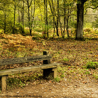 Buy canvas prints of Autumn in the Forest of Dean by Nick Jenkins