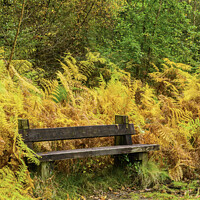 Buy canvas prints of Bench in the Bracken at Cannop Ponds Forest of Dea by Nick Jenkins