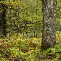 Buy canvas prints of Autumn Woods in the Forest of Dean Gloucestershire by Nick Jenkins