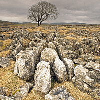 Buy canvas prints of A Solitary Tree on Malham Moor Yorkshire Dales by Nick Jenkins