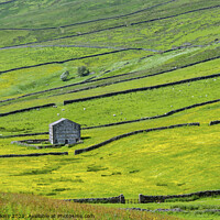 Buy canvas prints of Dales barn near Gayle Wensleydale Yorkshire Dales by Nick Jenkins