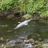 Buy canvas prints of Grey Heron over Clapham Beck Clapham Yorkshire  by Nick Jenkins
