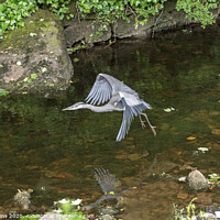 Buy canvas prints of Grey Heron Flying over Clapham Beck Yorkshire Dale by Nick Jenkins