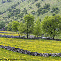 Buy canvas prints of Langstrothdale meadows in the Yorkshire Dales  by Nick Jenkins