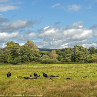 Buy canvas prints of Cows resting in a meadow in West Sessex by Nick Jenkins