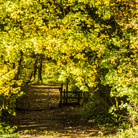 Buy canvas prints of An Autumnal Arch into a wide pathway woodland by Nick Jenkins
