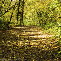 Buy canvas prints of A Path through the Autumn Wood in November by Nick Jenkins