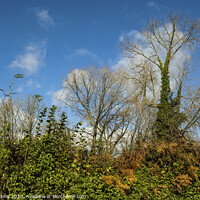 Buy canvas prints of Autumn Hedgerow in Country Lane Cardiff by Nick Jenkins