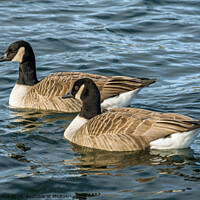 Buy canvas prints of Two Canada Geese swimming together on a lake. by Nick Jenkins