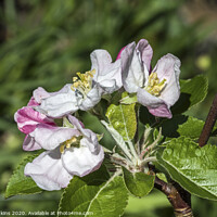 Buy canvas prints of White and pink Crab Apple Blossom April 2020   by Nick Jenkins